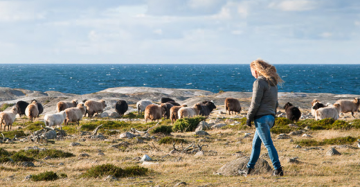 Kvinna promenerar vid havet bland får.